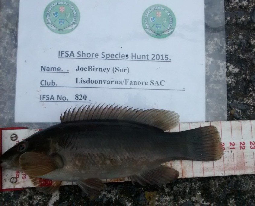 Joe Birney (Snr) - Ballan Wrasse - 20CM