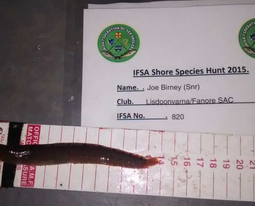 Joe Birney (Snr) - Butterfish - 13CM