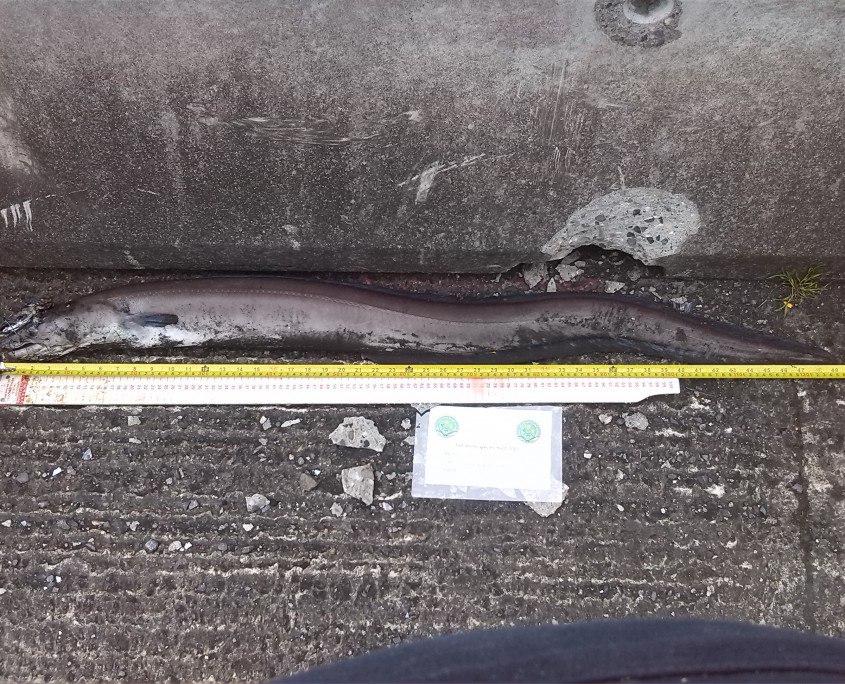 Joe Birney (Snr) - Conger Eel - 126CM