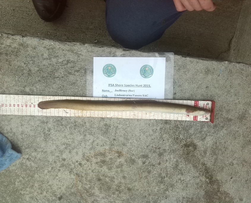 Joe Birney (Snr) - Eel - 43CM