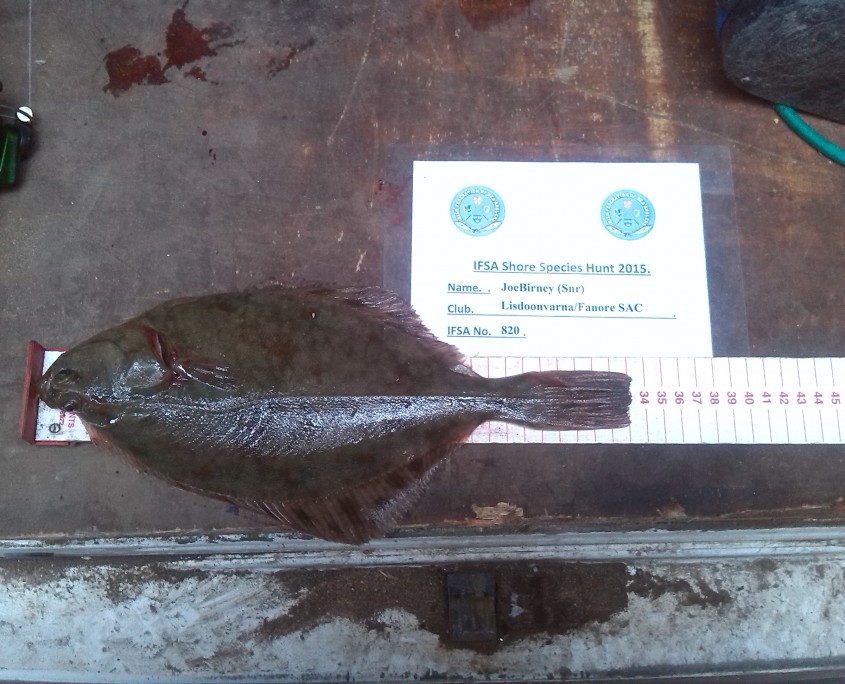 Joe Birney (Snr) - Flounder - 33CM