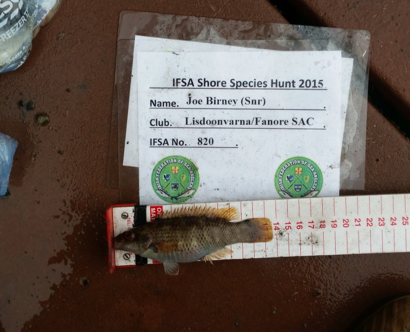Joe Birney (Snr) - Goldshiny Wrasse - 13CM