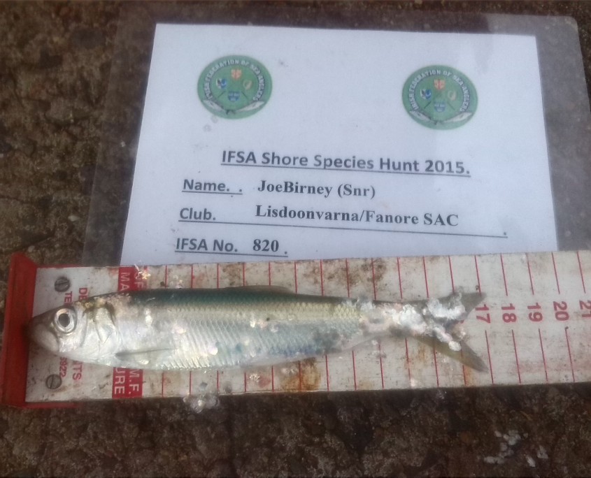 Joe Birney (Snr) - Herring - 17CM