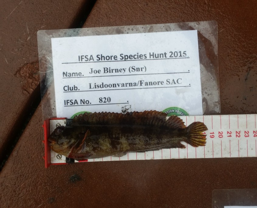 Joe Birney (Snr) - Tompot Blemmy - 18CM