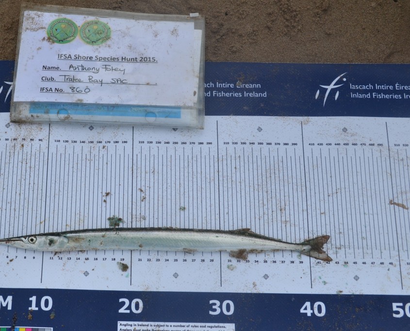 anthony foley- garfish 42cm.