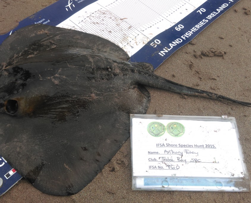 anthony foley- sting ray 64cm.