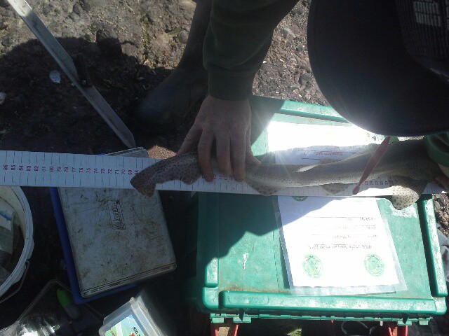 barry murphy- dogfish 69cm.