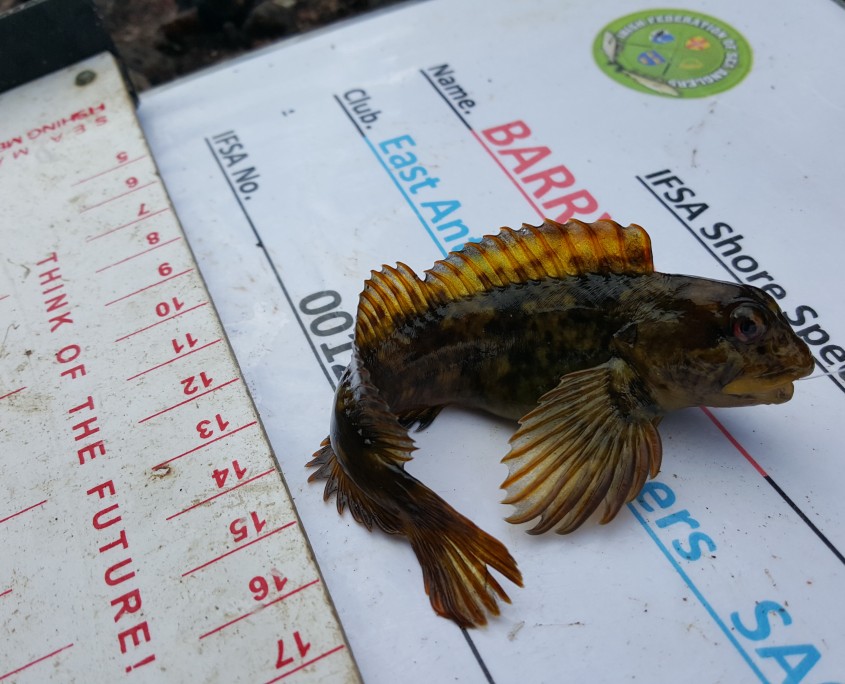 barry platt- common blenny 11cm.