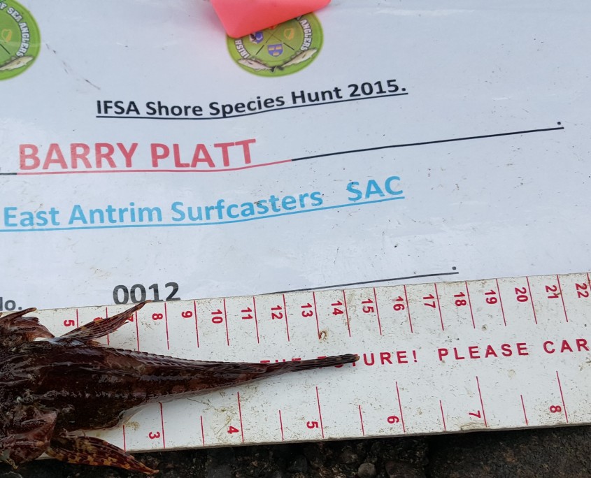 barry platt- long spined sea scorpion 14cm.
