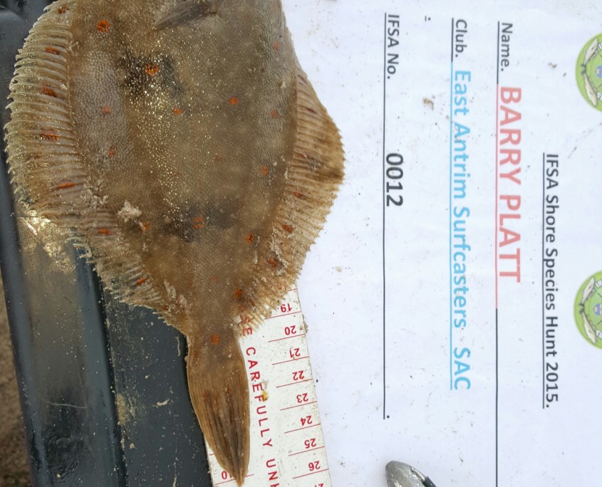 barry platt- plaice 26cm.