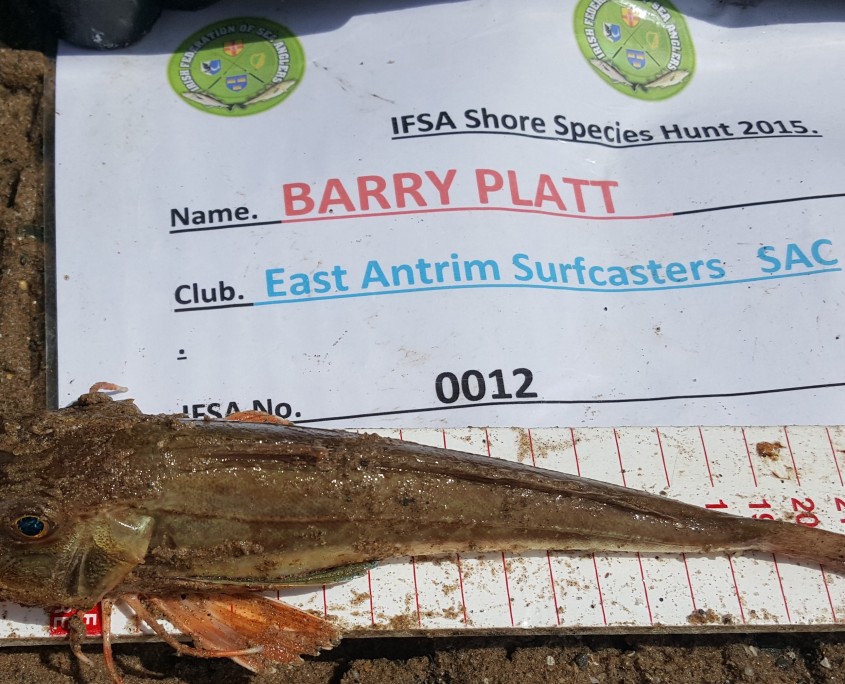 barry platt- tub gurnard 22cm.