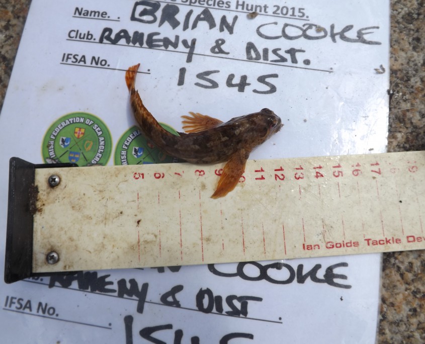 brian cooke- common blenny 11cm