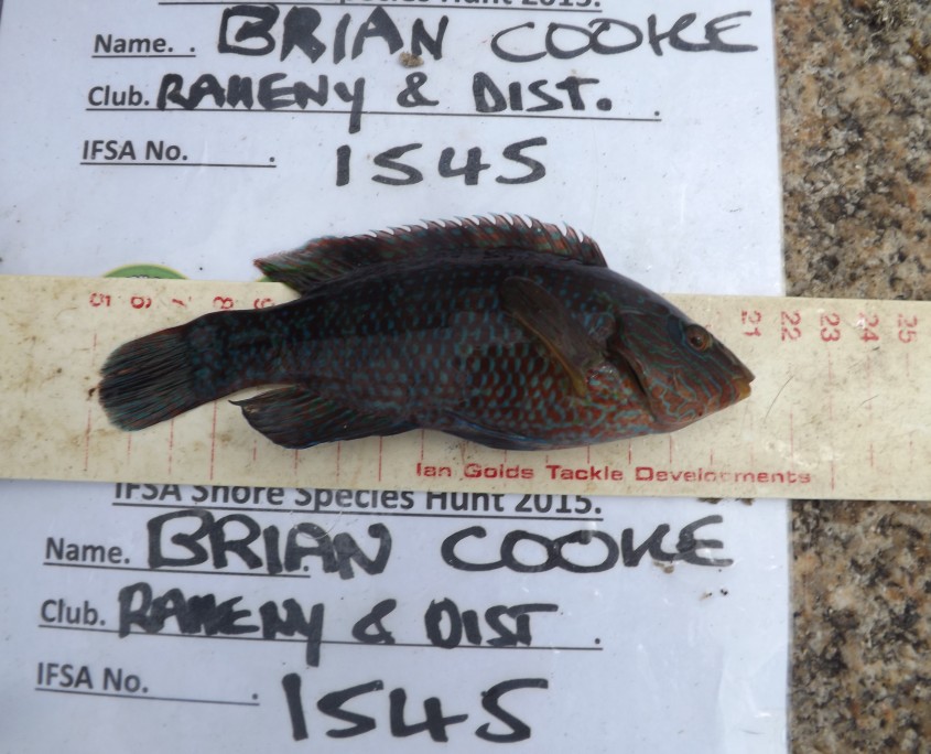 brian cooke- corkwing wrasse 16cm.