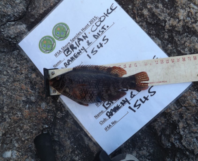 brian cooke- corkwing wrasse 19cm.