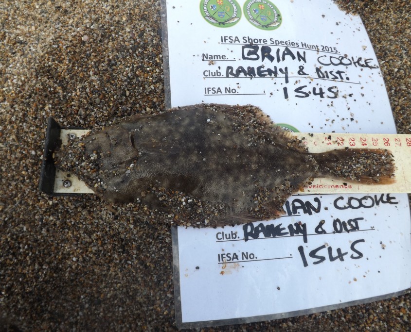 brian cooke- flounder 26cm.
