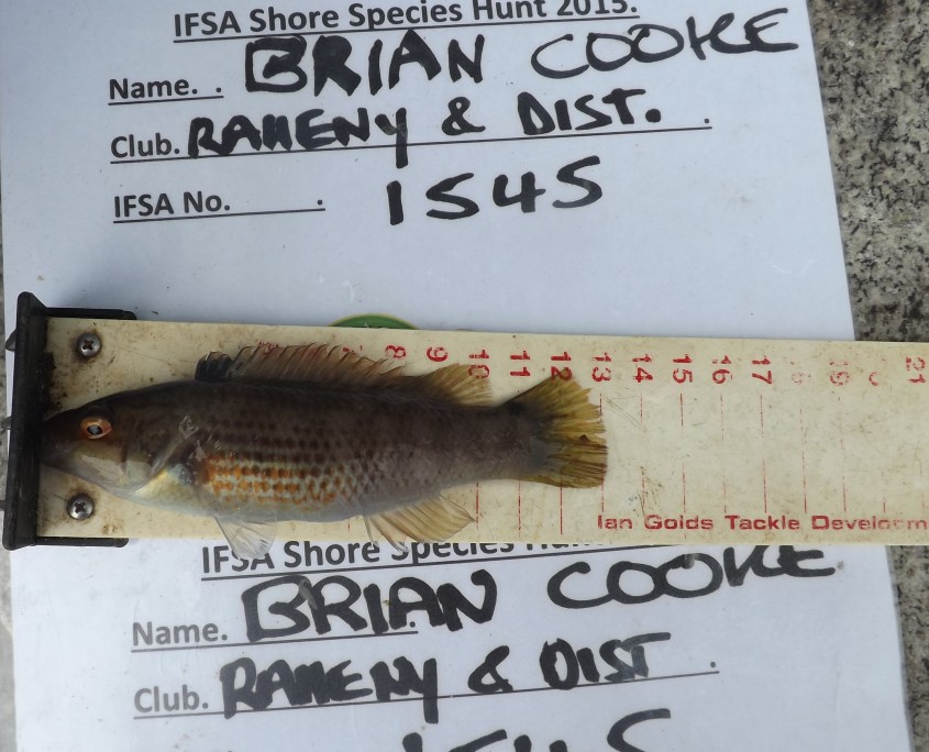 brian cooke- goldsinney wrasse 13cm.