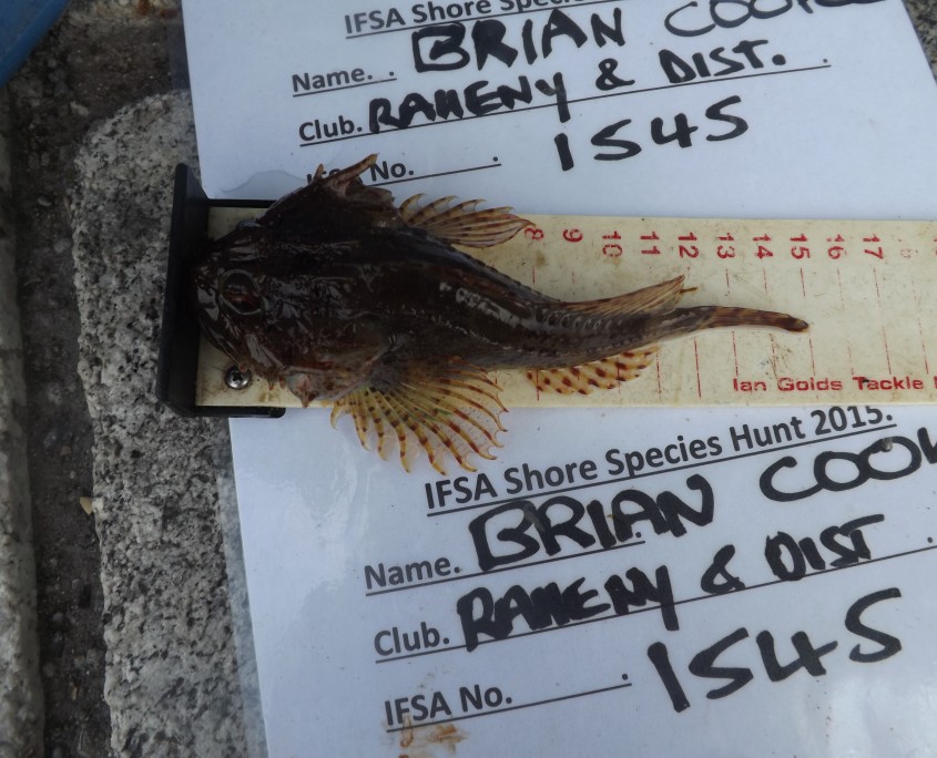 brian cooke- long spined sea scorpion 15cm.