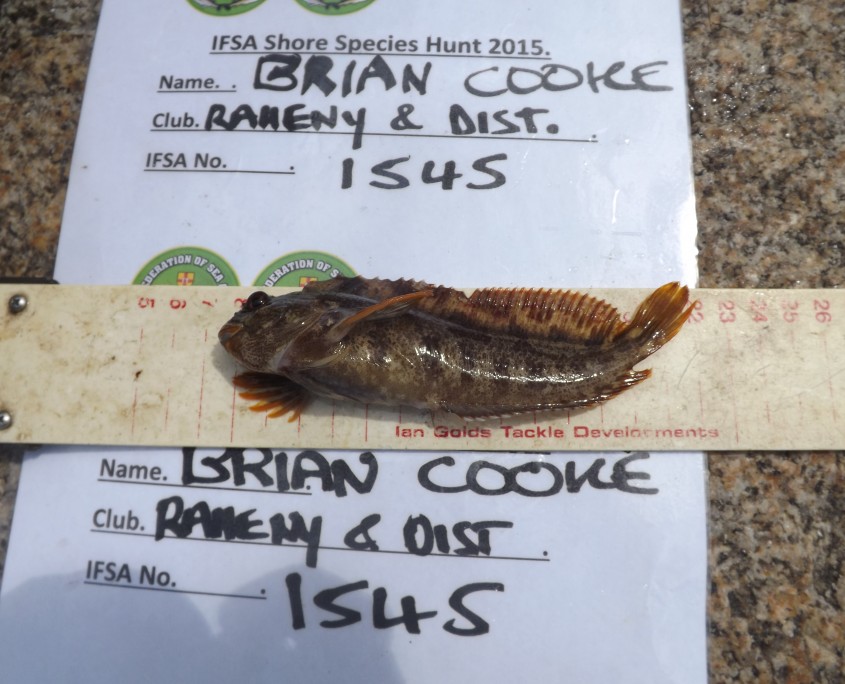 brian cooke- tompot blenny 16cm.
