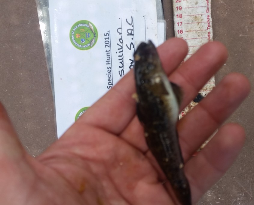 chris o sullivan- rock goby 10cm.