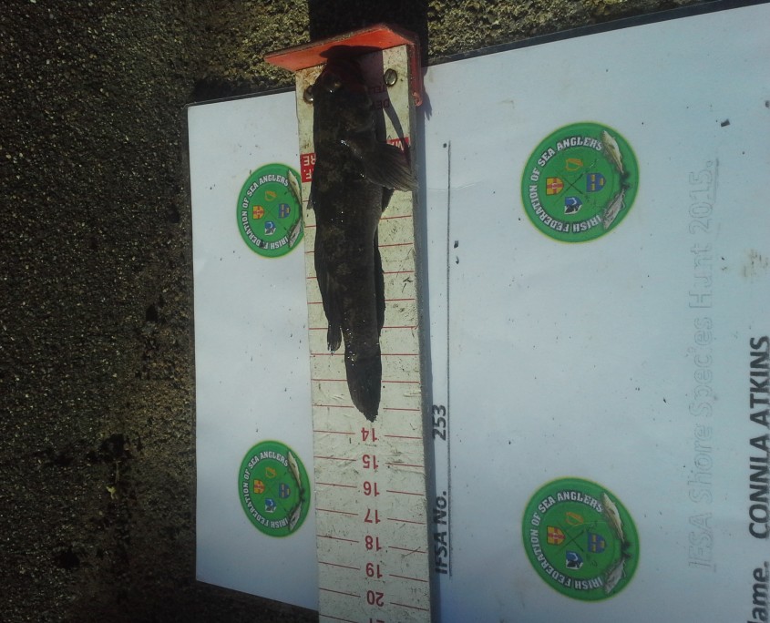 connla atkins- black goby 13cm.