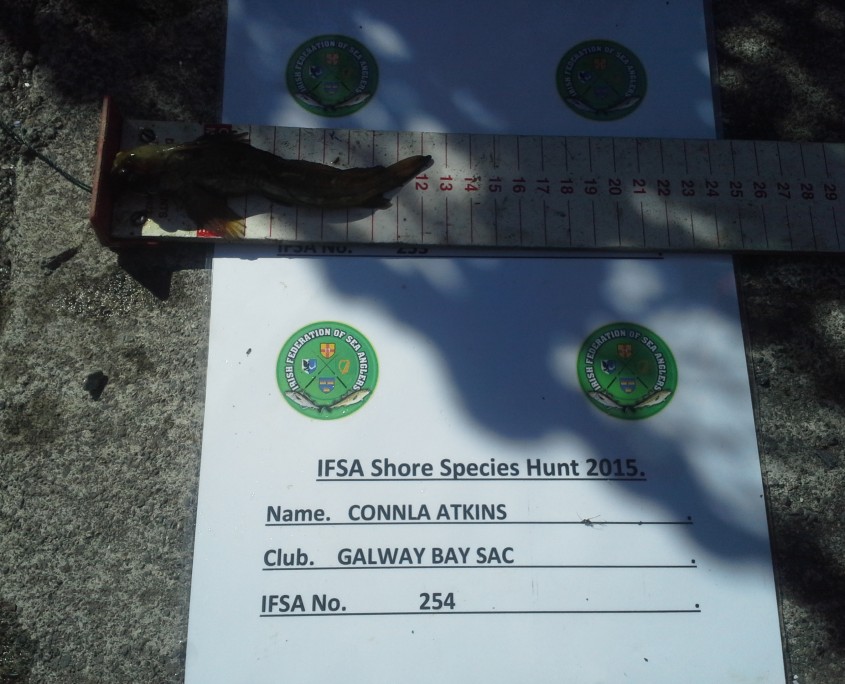 connla atkins- common blenny 13cm