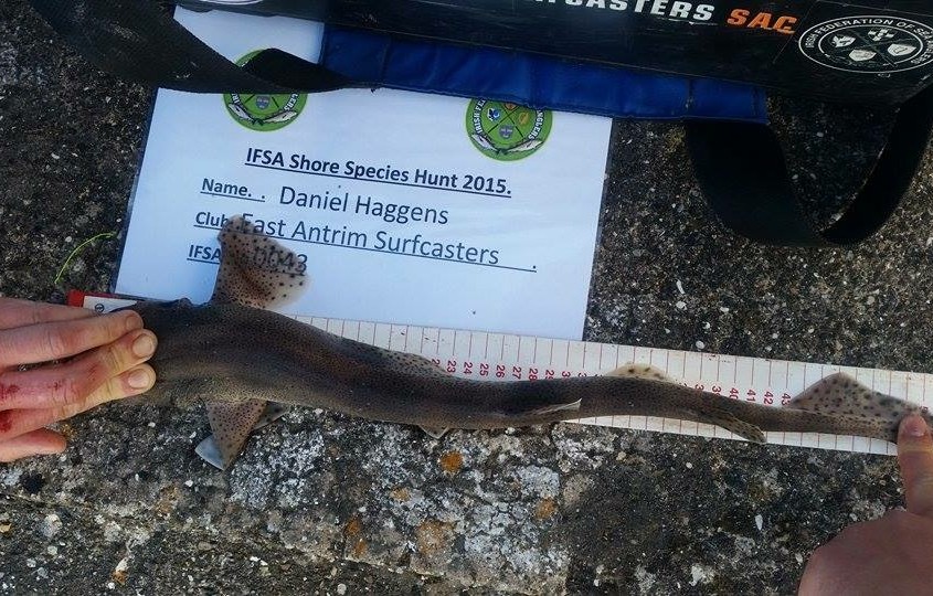 daniel hagans- dogfish 54cm.