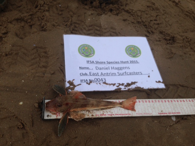 daniel hagans- tub gurnard 25cm.