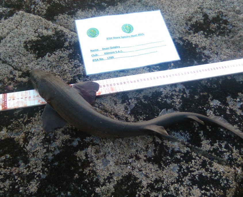 dean quigley- dogfish 70cm.