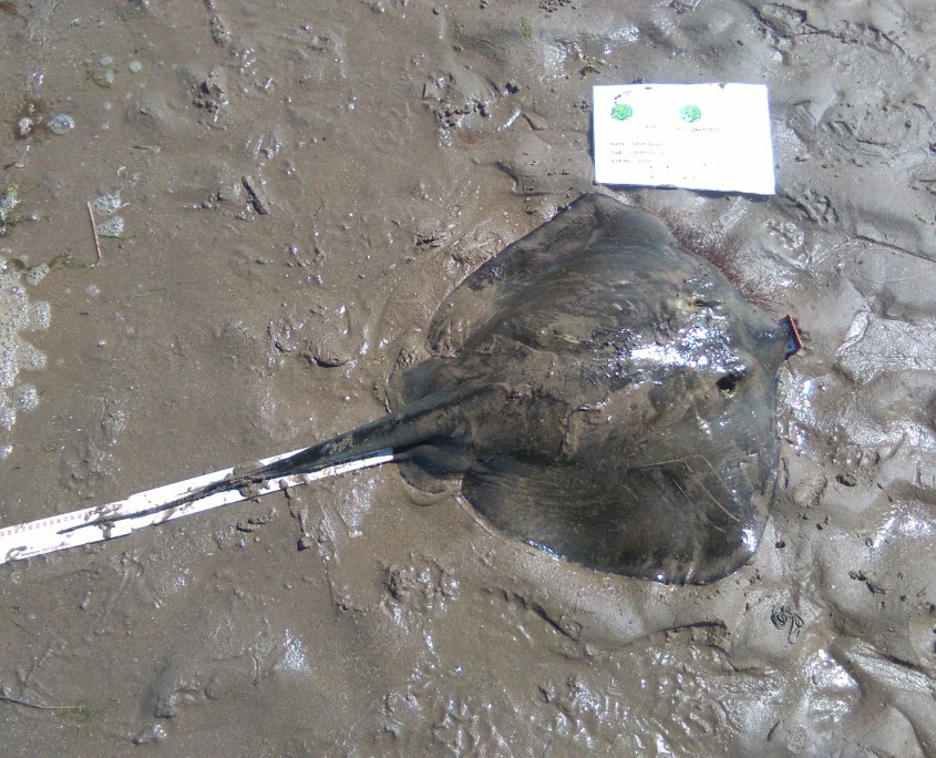 dean quigley- sting ray 111cm.