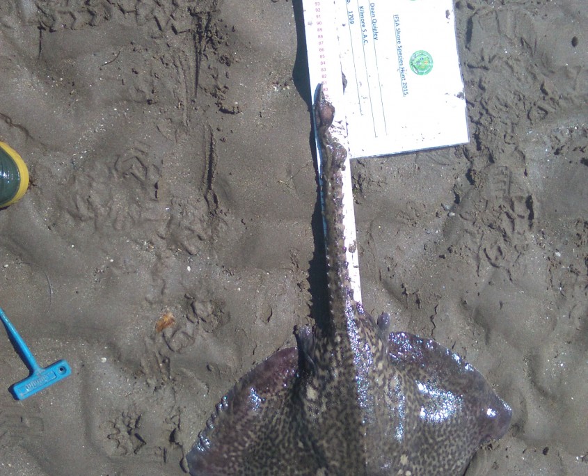 dean quigley- thornback ray 81cm.