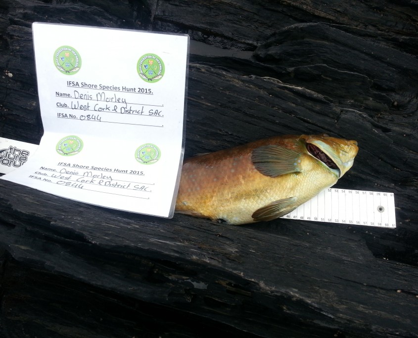 denis morley- ballan wrasse 44cm.