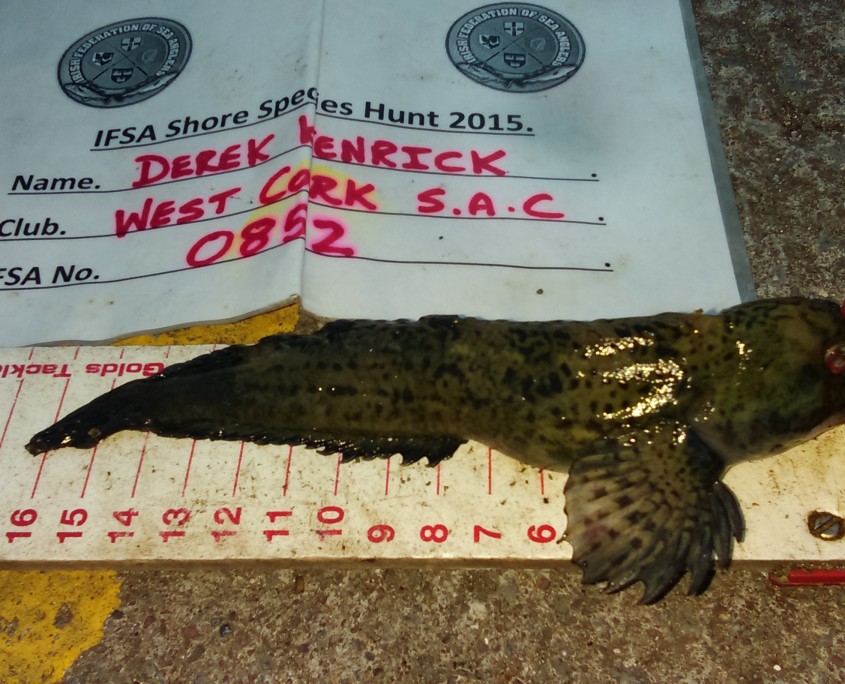 derek kenrick- common blenny 17cm.