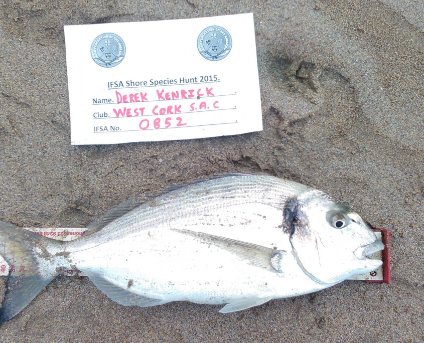 derek kenrick- gilthead bream 45cm.