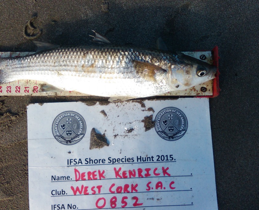 derek kenrick- golden grey mullet 28cm