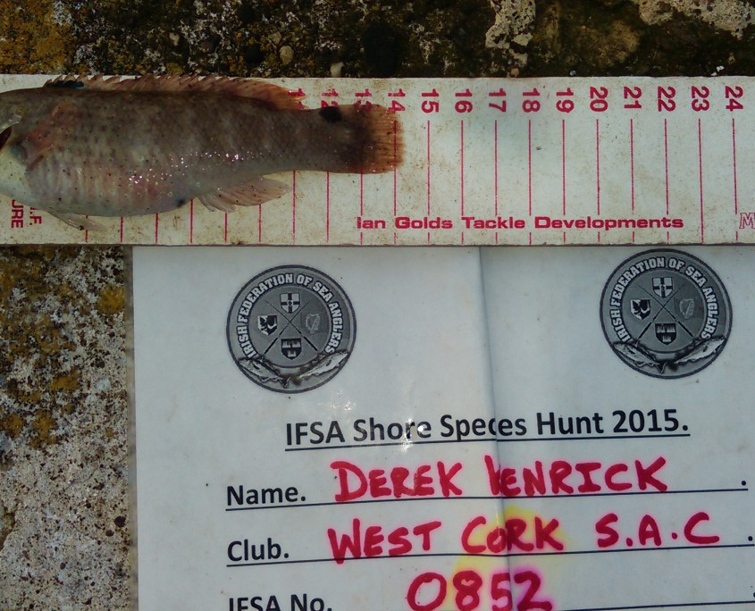 derek kenrick- goldsinney wrasse 14cm.