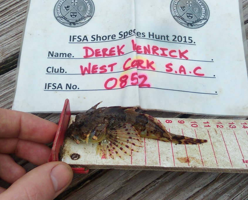 derek kenrick- long spined sea scorpion 11cm.