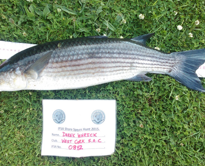 derek kenrick- thick lip mullet 65cm.