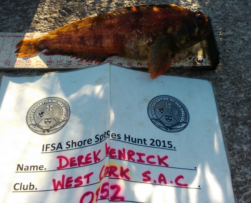 derek kenrick- tompot blenny 20cm.