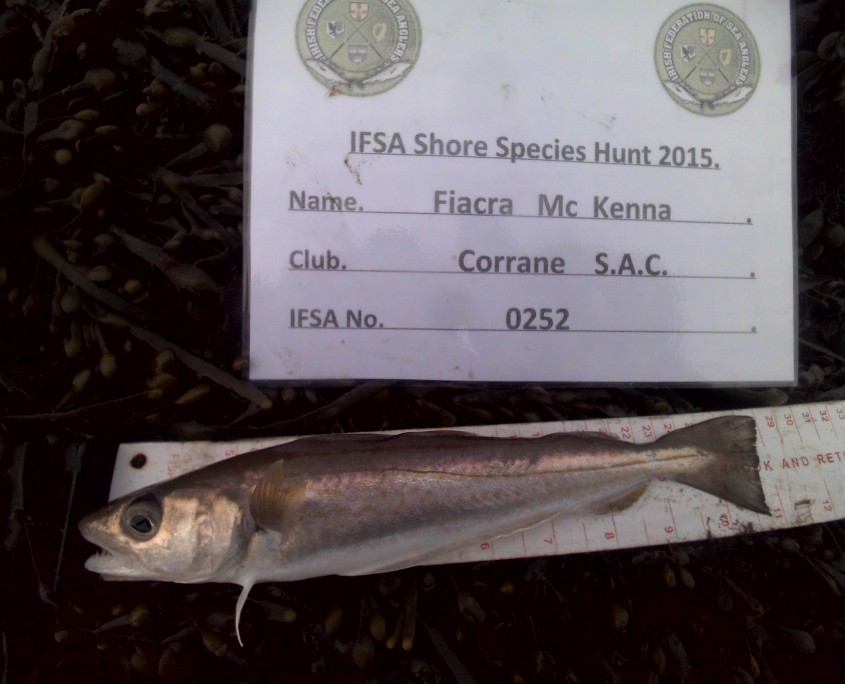 fiacra mckenna- whiting 28cm