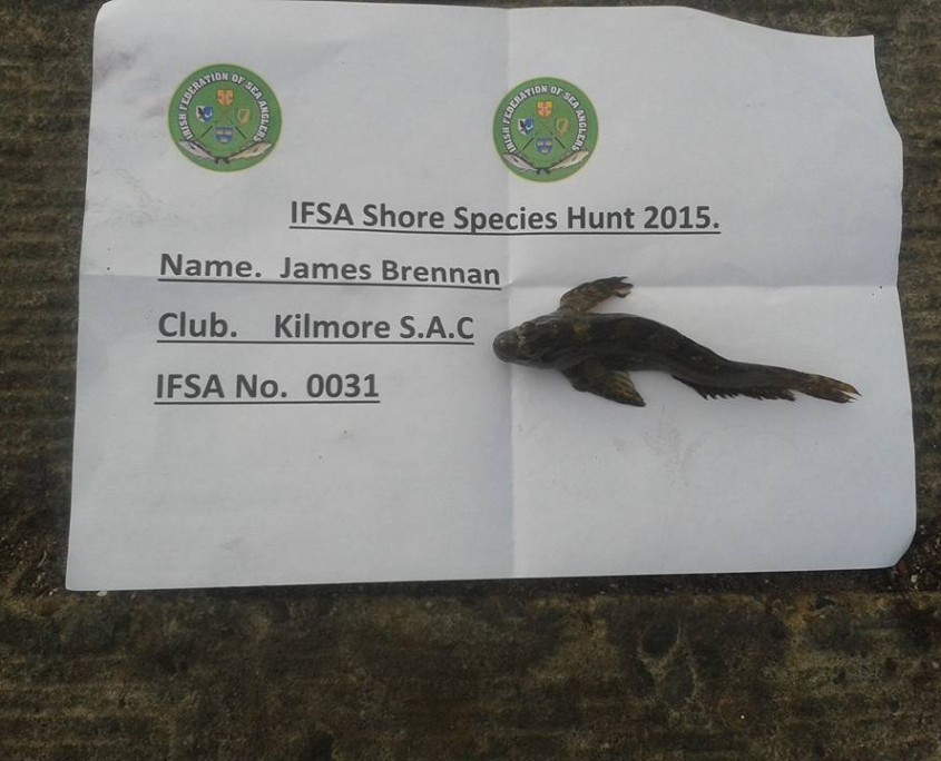 james brennan- common blenny 15cm.