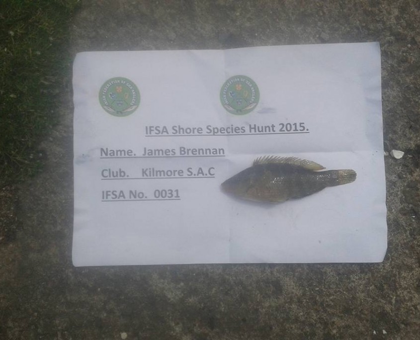 james brennan- corkwing wrasse 12cm.