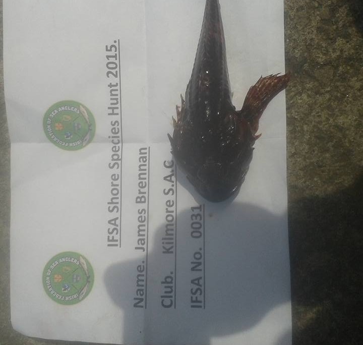 james brennan- short spined sea scorpion 20cm.
