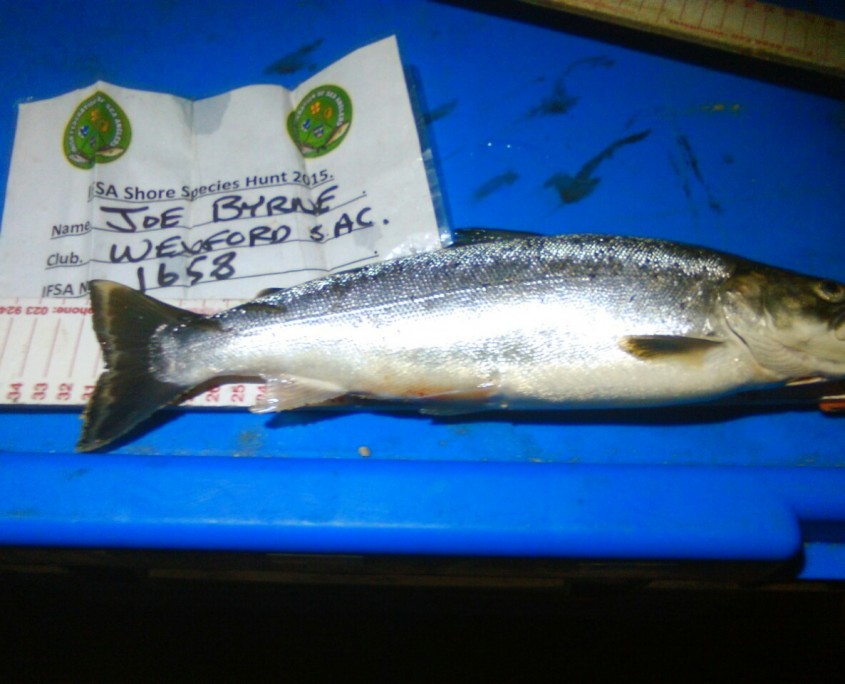 joe byrne- sea trout 32cm.