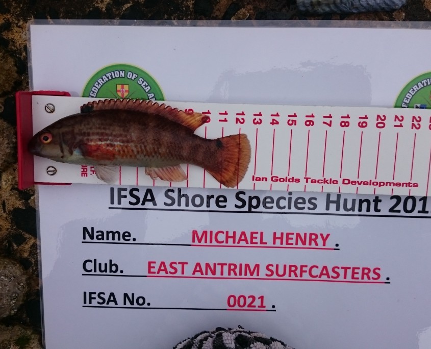 michael henry-goldsinney wrasse 12cm.