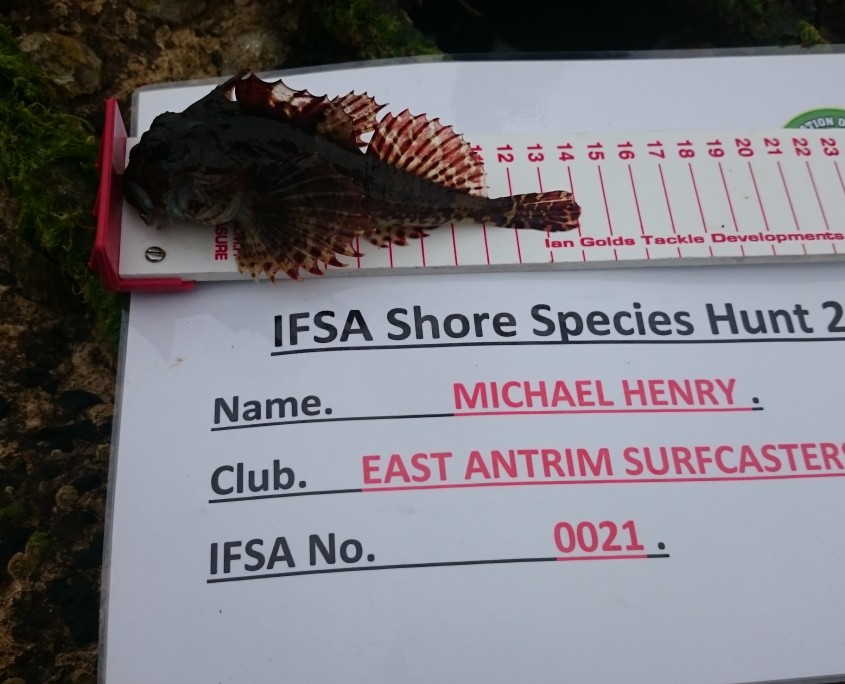 michael henry- long spined sea scorpion 14cm.