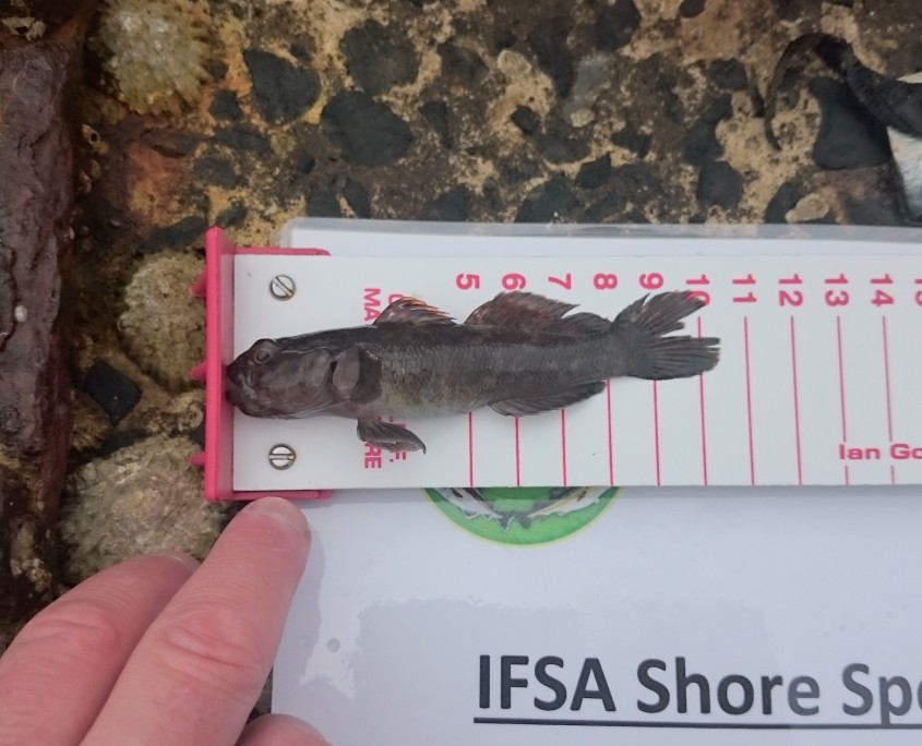 michael henry- rock goby 10cm.