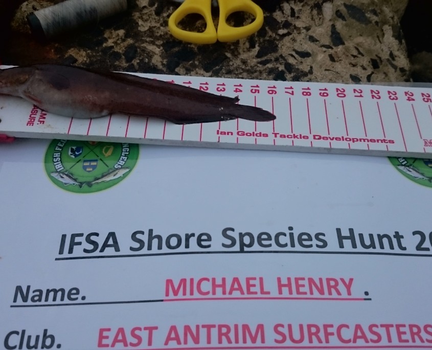 michael henry- shore rockling 16cm.