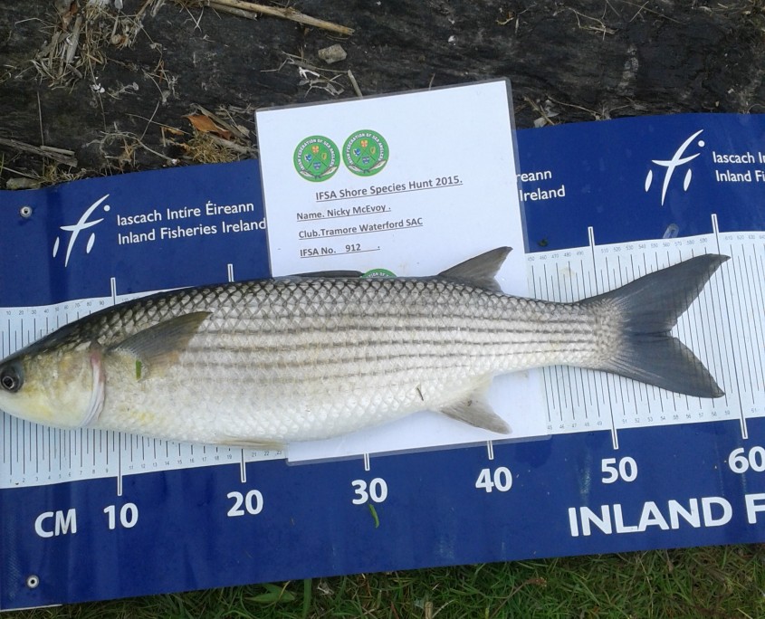 nicky mc evoy- grey mullet 59cm.