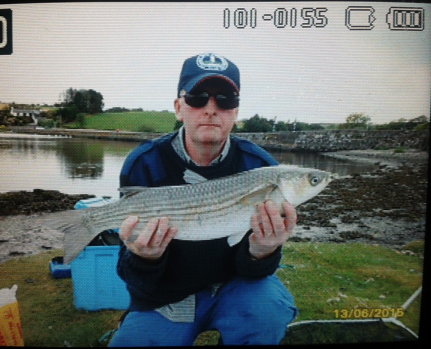 nicky mc evoy- grey mullet june.