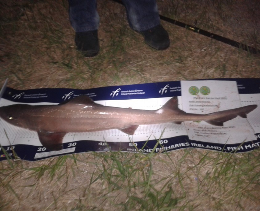 nicky mc evoy- smooth hound 92cm.